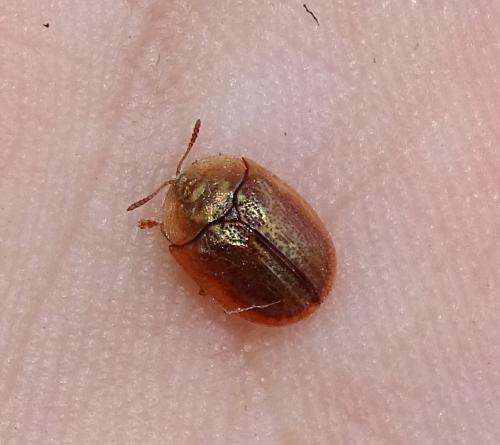 Réf. 283 463 : Cassidinae inconnu